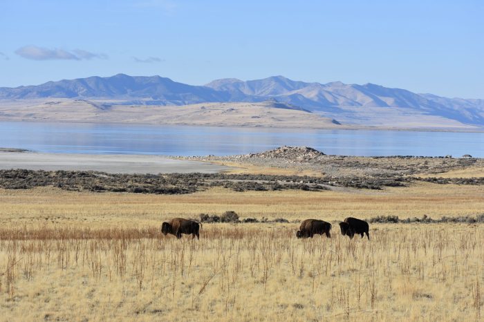 Antelope island state park